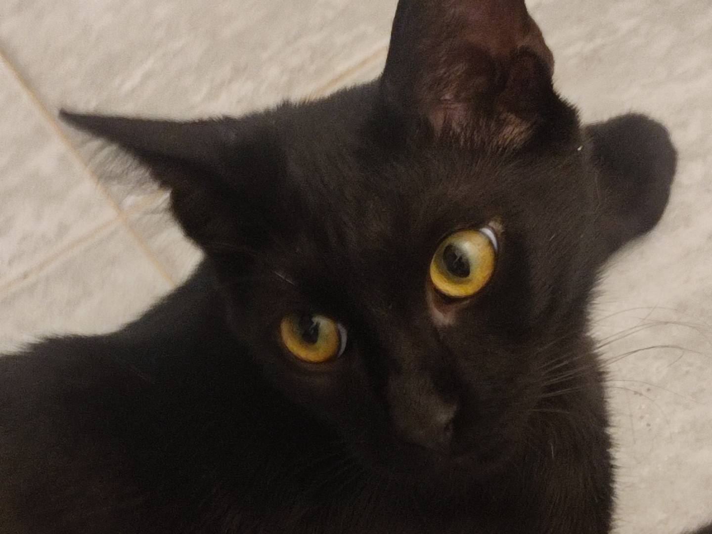 Adotta il gatto Flow a Roma