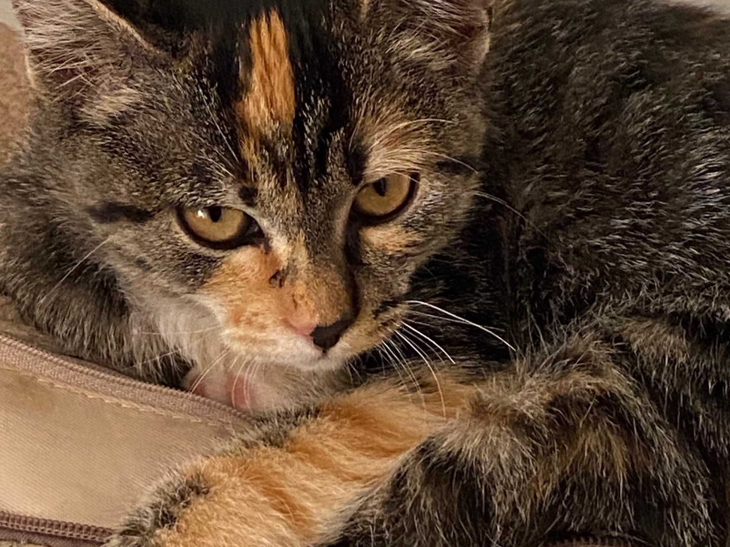 Adotta un gatto, taglia non valida, femmina, Chieti