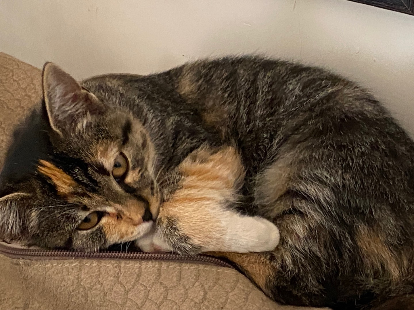 Vuoi adottare un gatto a Chieti?