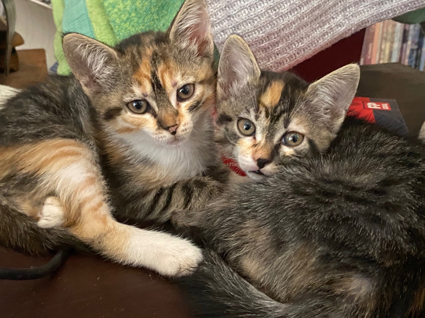 Adotta il gatto Tigeria a Chieti