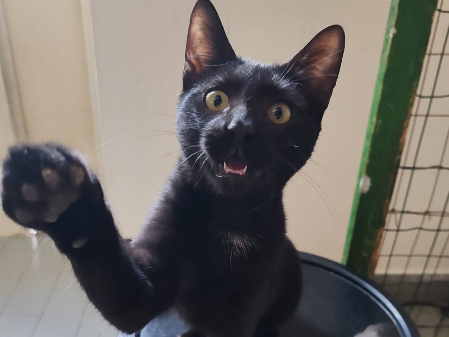 Adozione gatto, maschio, Razza sconosciuta Razza sconosciuta, 4 mesi, taglia non valida, Messina