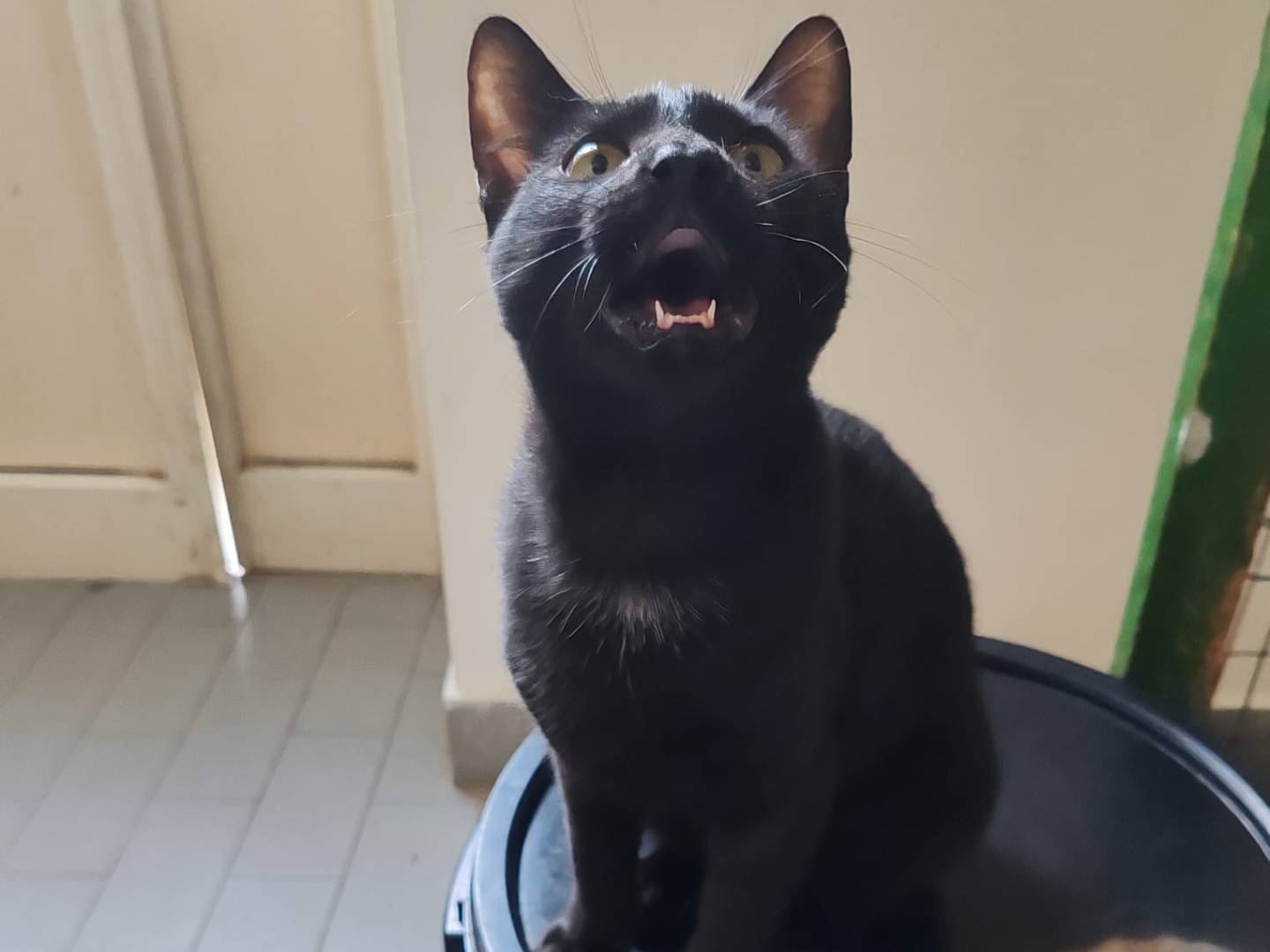 Adotta un gatto, maschio, 4 mesi, Messina