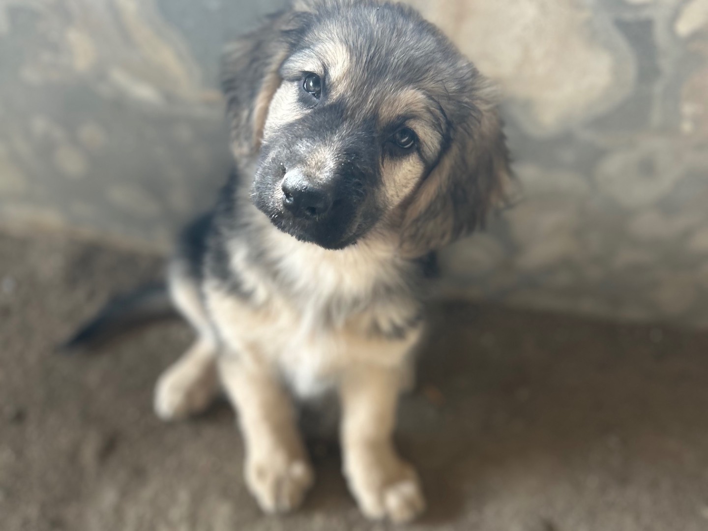 Adozione cane, femmina, Pastore Belga Tervuren Razza sconosciuta, 2 mesi, taglia grande, Siracusa