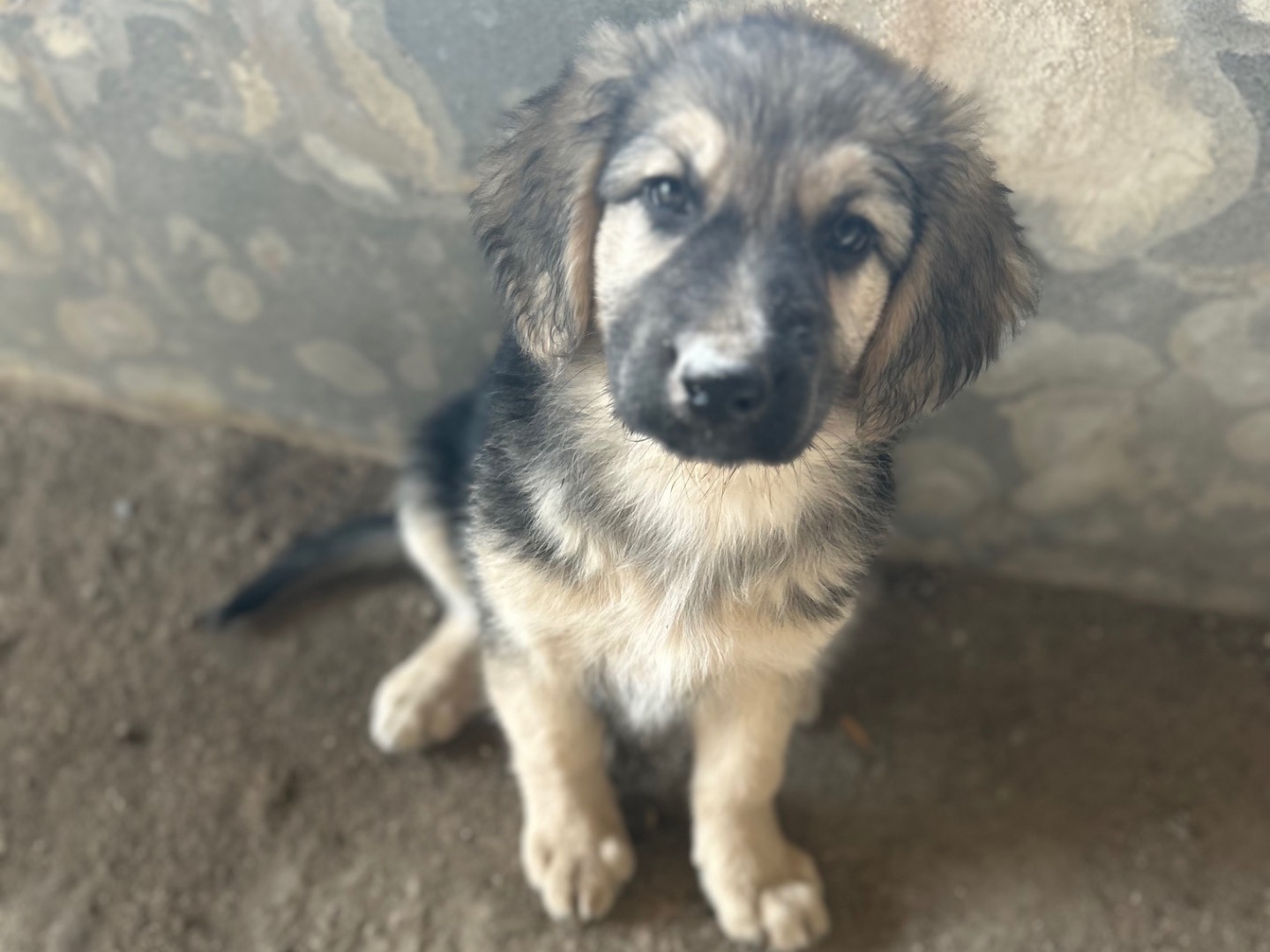 Adotta un cane, femmina, 2 mesi, Siracusa