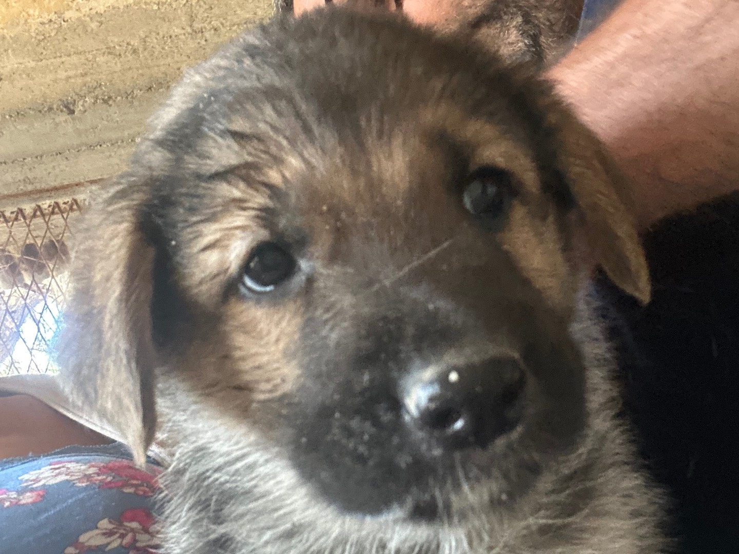 Adotta un cane, taglia grande, femmina, Siracusa