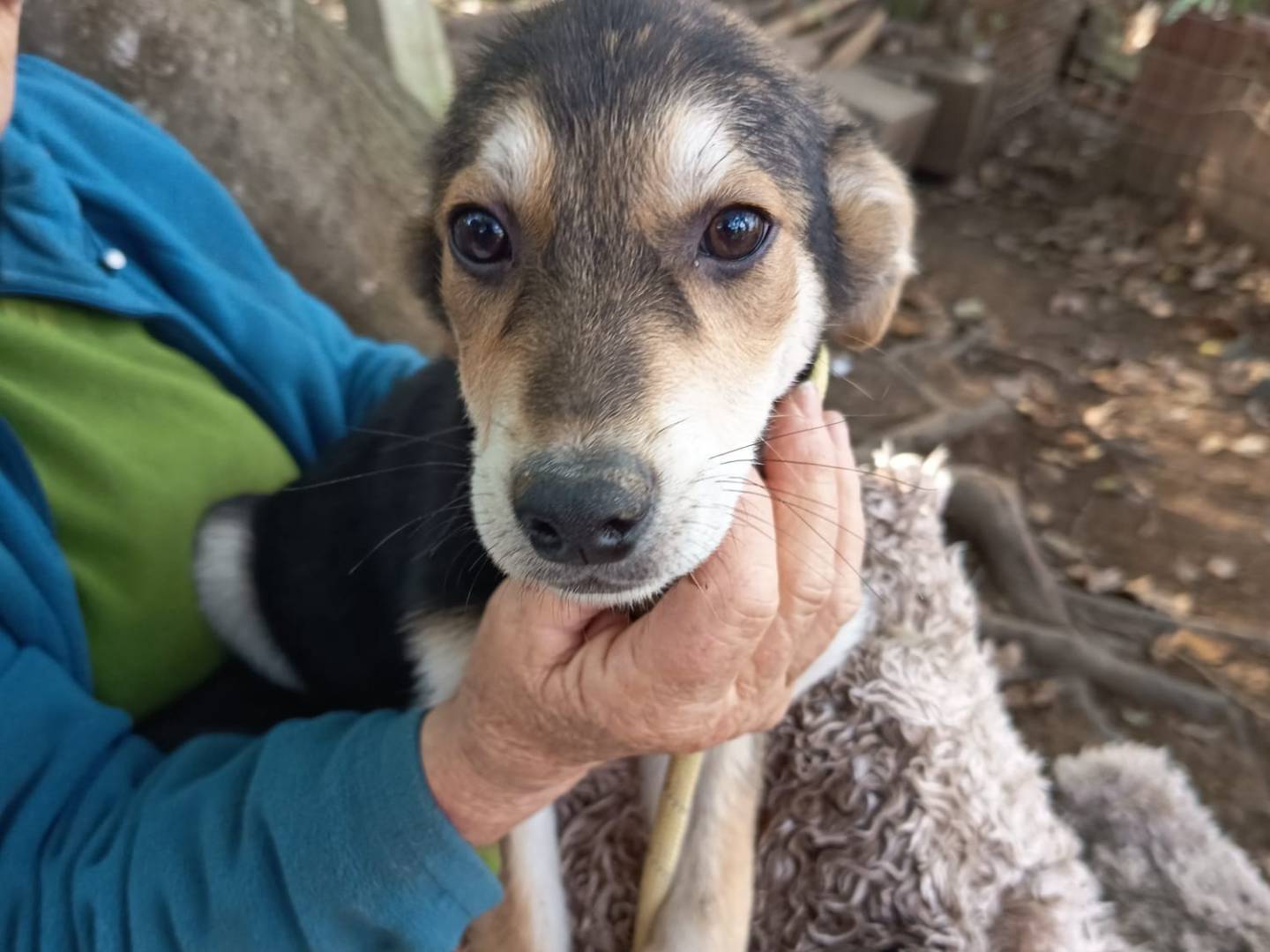 Adozione cane, maschio, Razza sconosciuta Razza sconosciuta, 4 mesi, taglia media contenuta, Varese