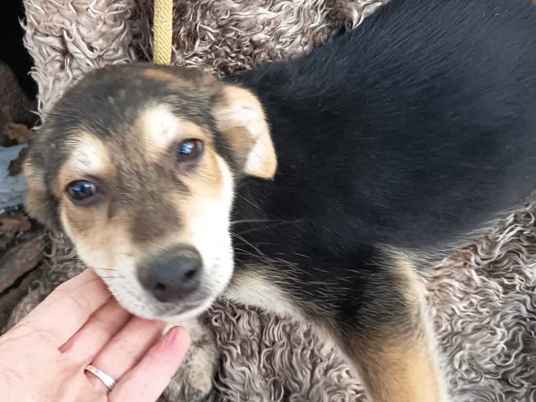 Adotta un cane, maschio, 4 mesi, Varese