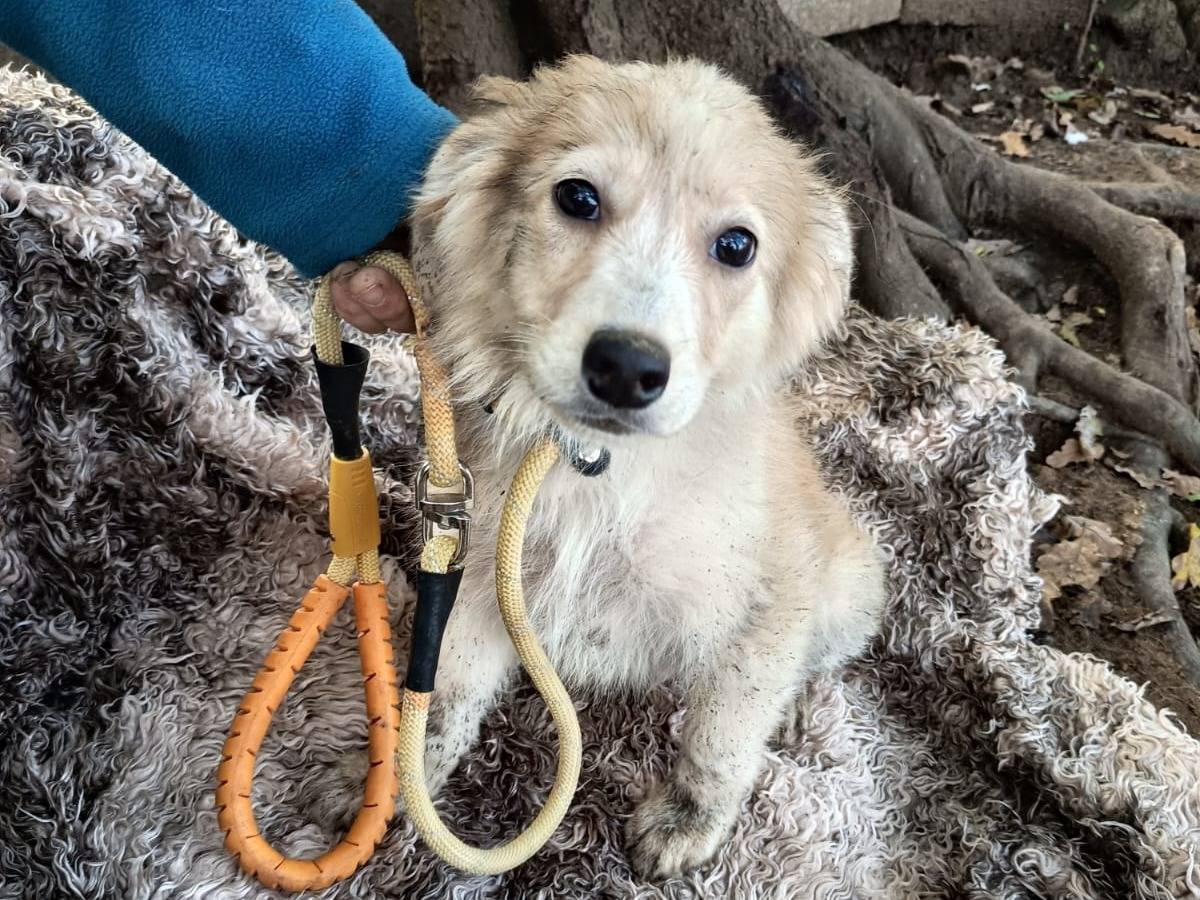 Adotta un cane, taglia media contenuta, maschio, Varese