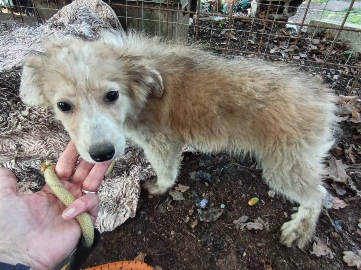 Vuoi adottare un cane a Varese?