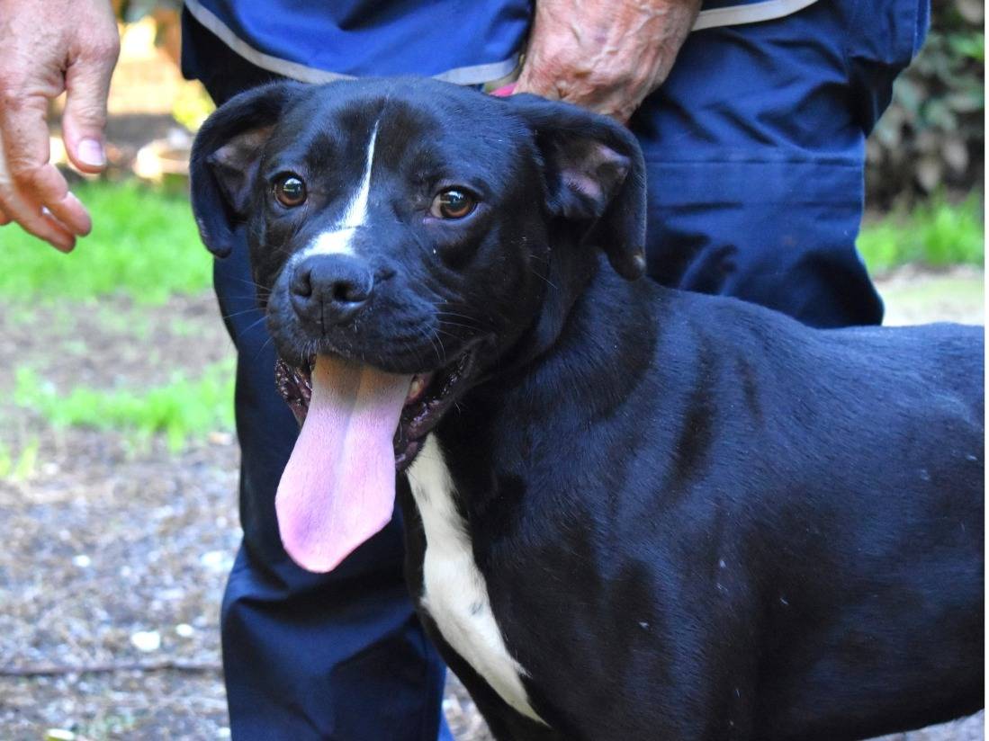 Adozione cane, maschio, Razza sconosciuta Razza sconosciuta, 1 anno e 2 mesi, taglia media, Roma