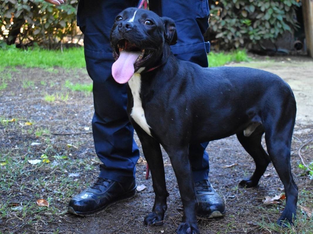 Adotta un cane, maschio, 1 anno e 2 mesi, Roma