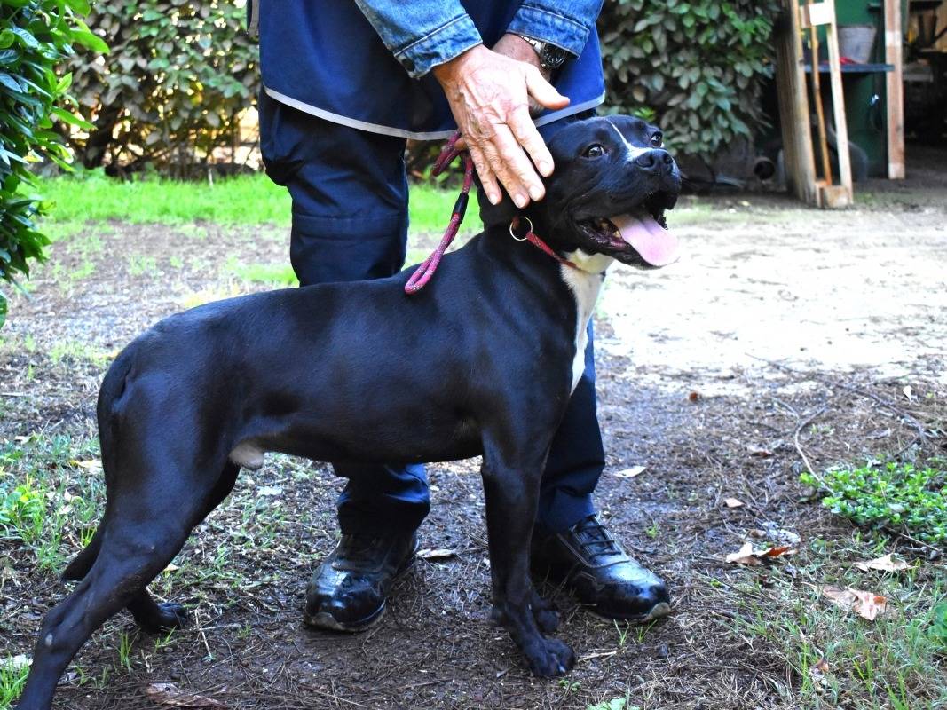 Adotta un cane, taglia media, maschio, Roma
