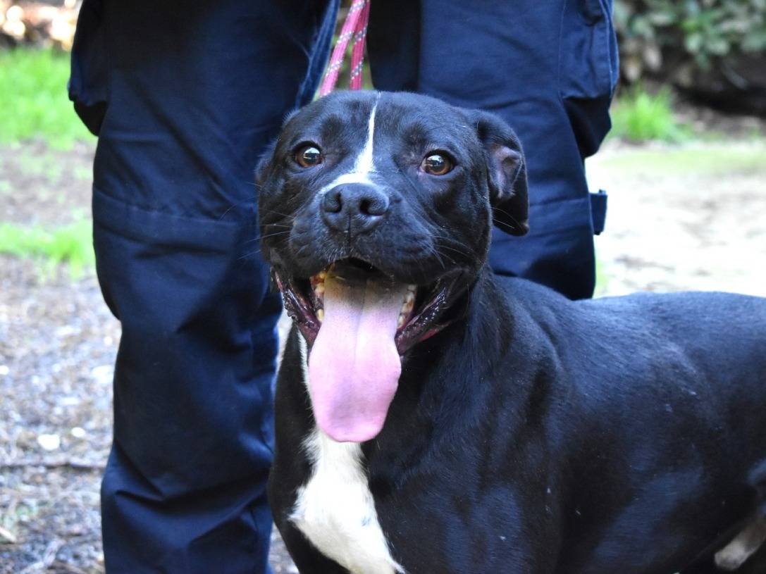 Vuoi adottare un cane a Roma?