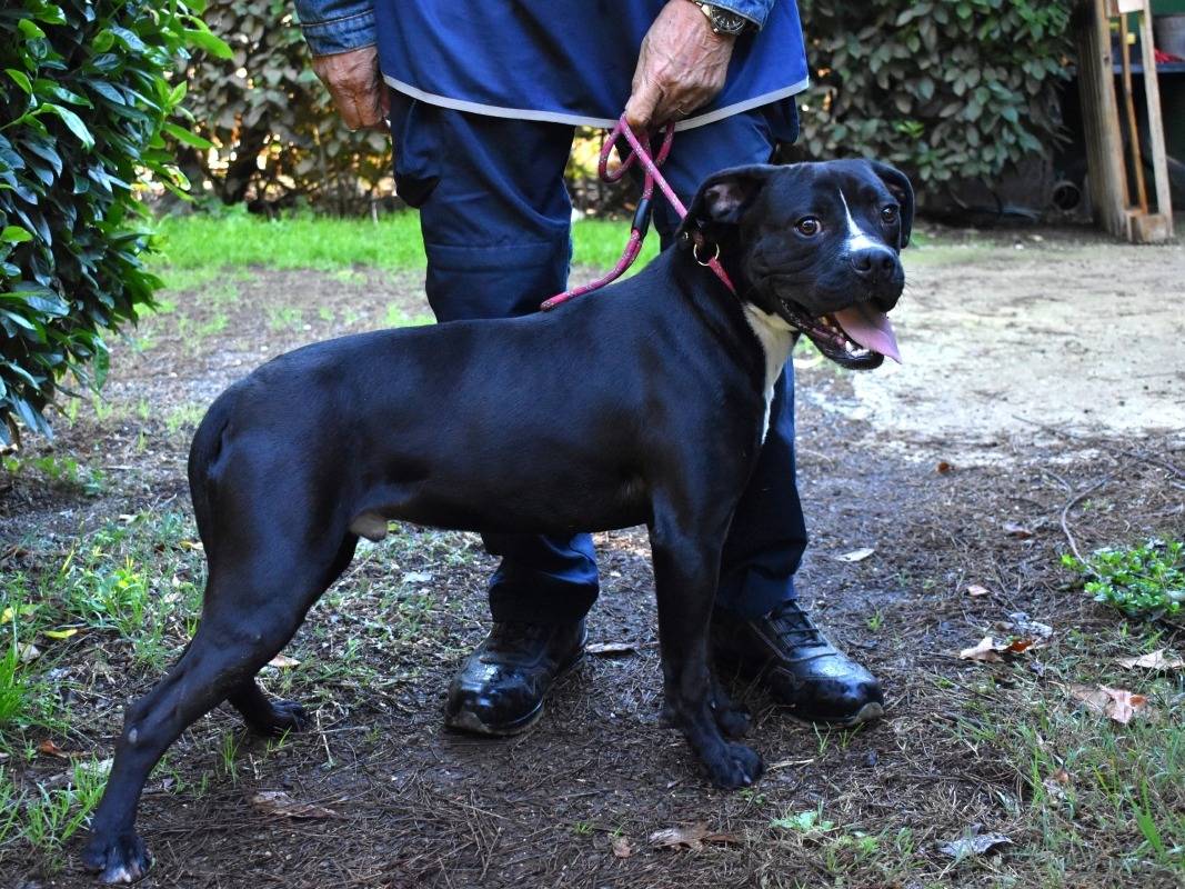 Adotta il cane Charwen a Roma