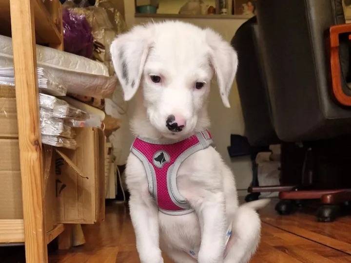 Adozione cane, maschio, Pastore maremmano Spinone, 2 mesi, taglia media, Siracusa