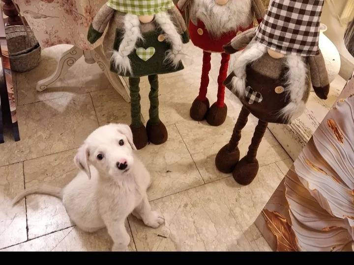 Adotta un cane, taglia media, maschio, Siracusa