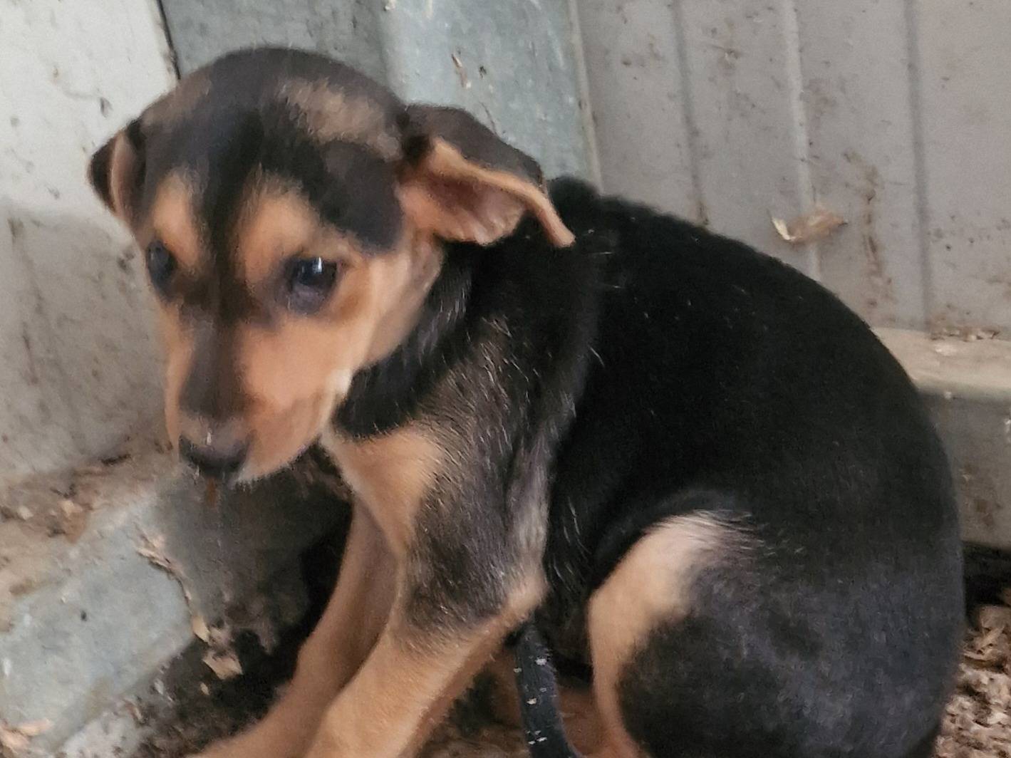 Adozione cane, femmina, Razza sconosciuta Razza sconosciuta, 2 mesi, taglia piccola, Latina