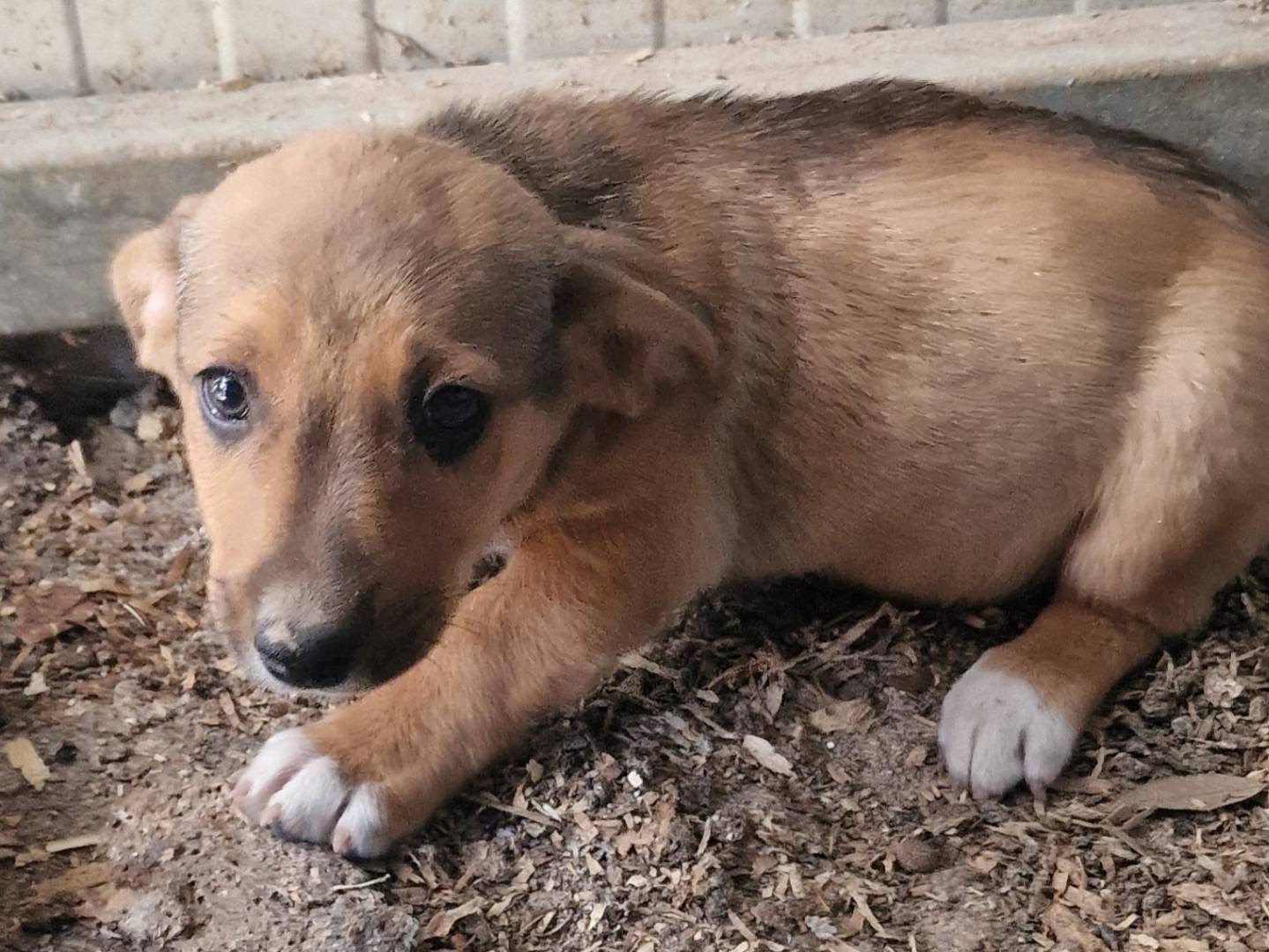 Adotta un cane, femmina, 2 mesi, Latina