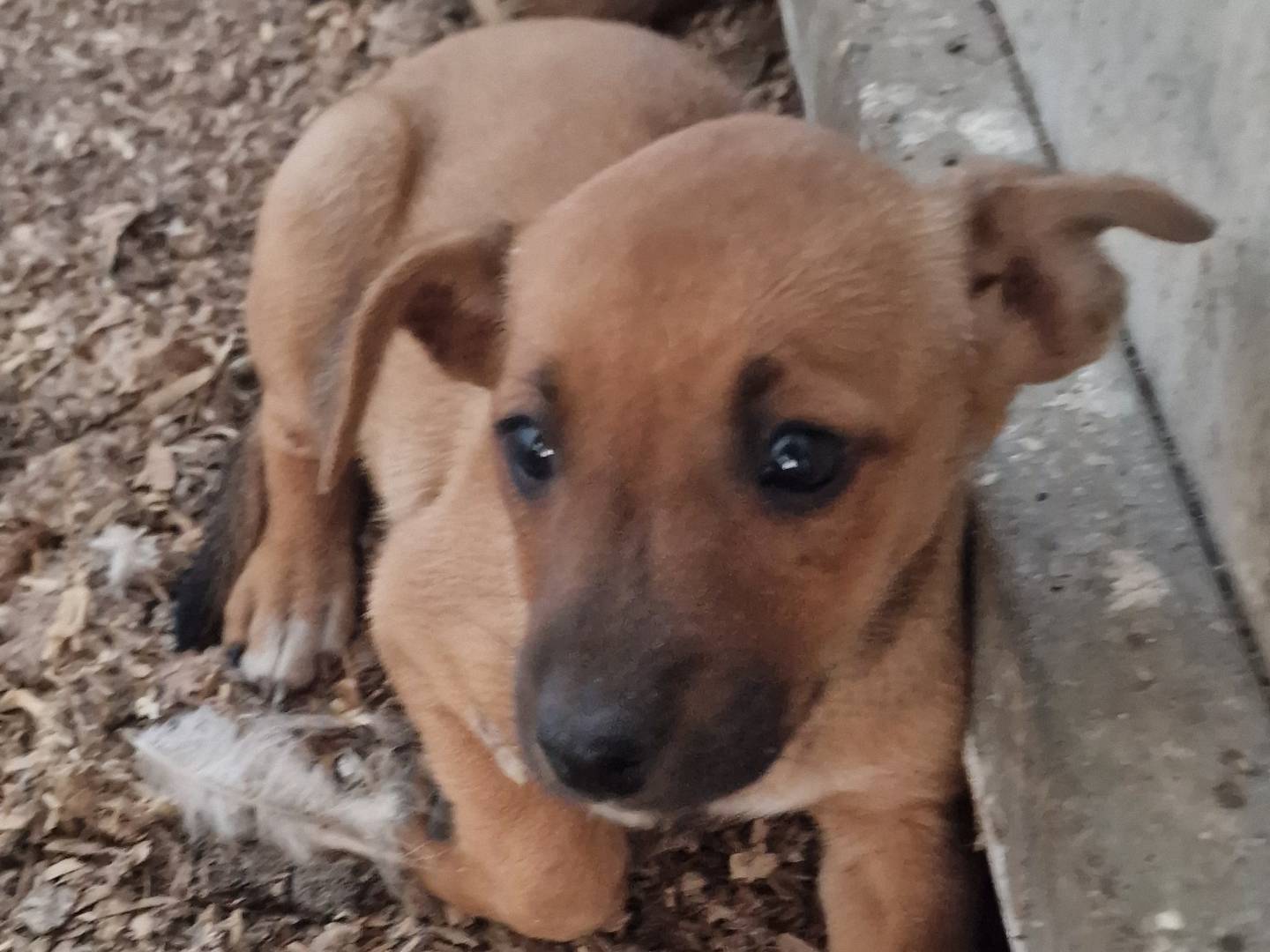 Adotta un cane, taglia piccola, femmina, Latina