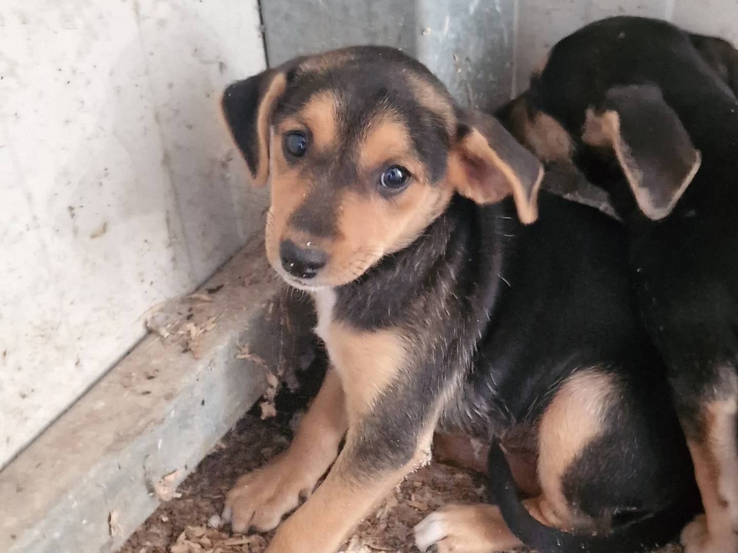 Vuoi adottare un cane a Latina?