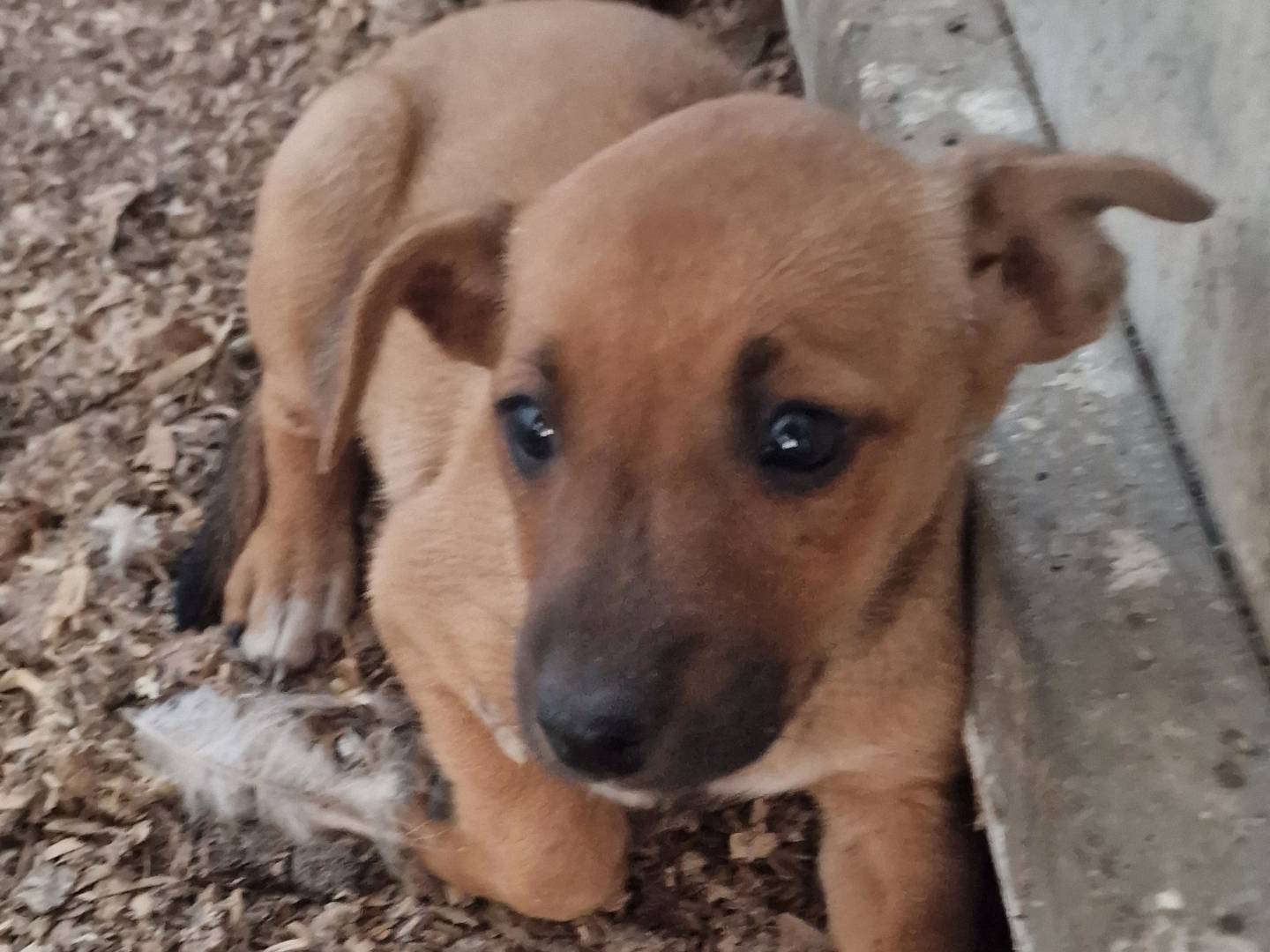 Adotta il cane Aida a Latina