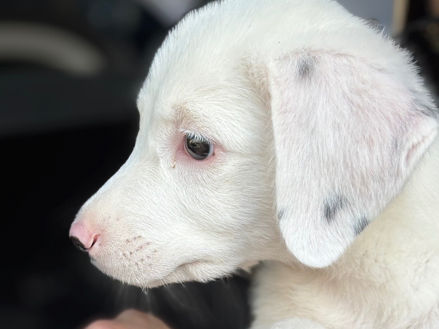 Adozione cane, maschio, Labrador Retriever Razza sconosciuta, 2 mesi, taglia media, Torino
