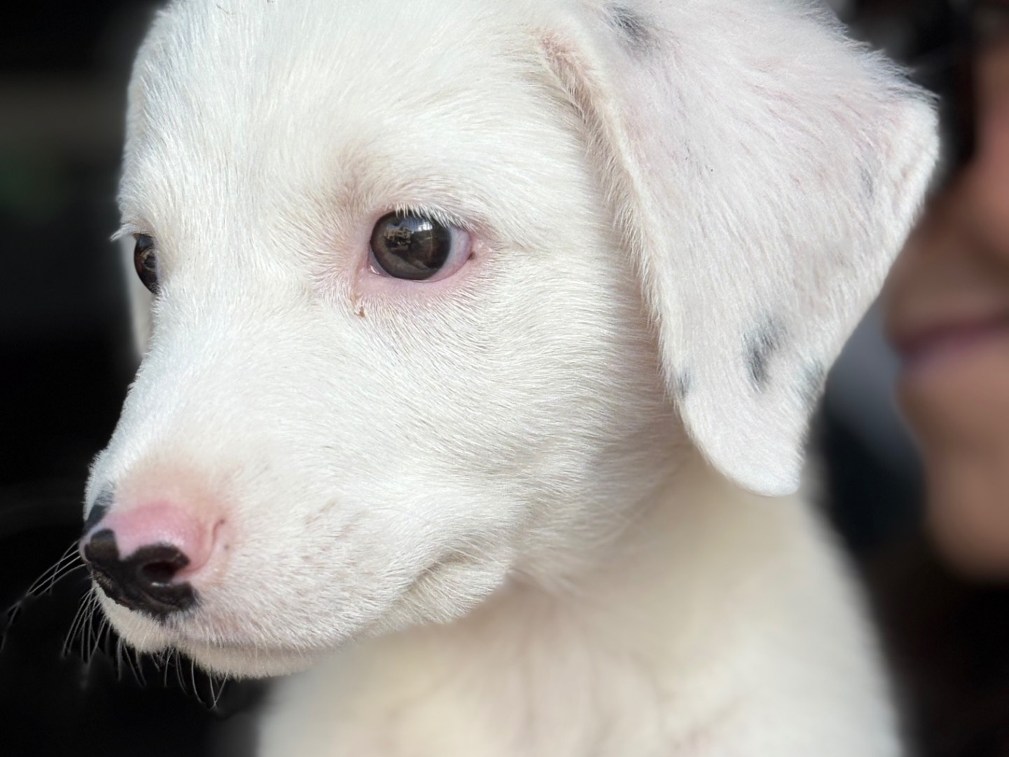 Adotta un cane, maschio, 2 mesi, Torino