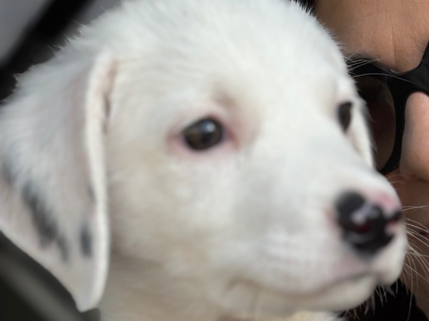 Adotta un cane, taglia media, maschio, Torino