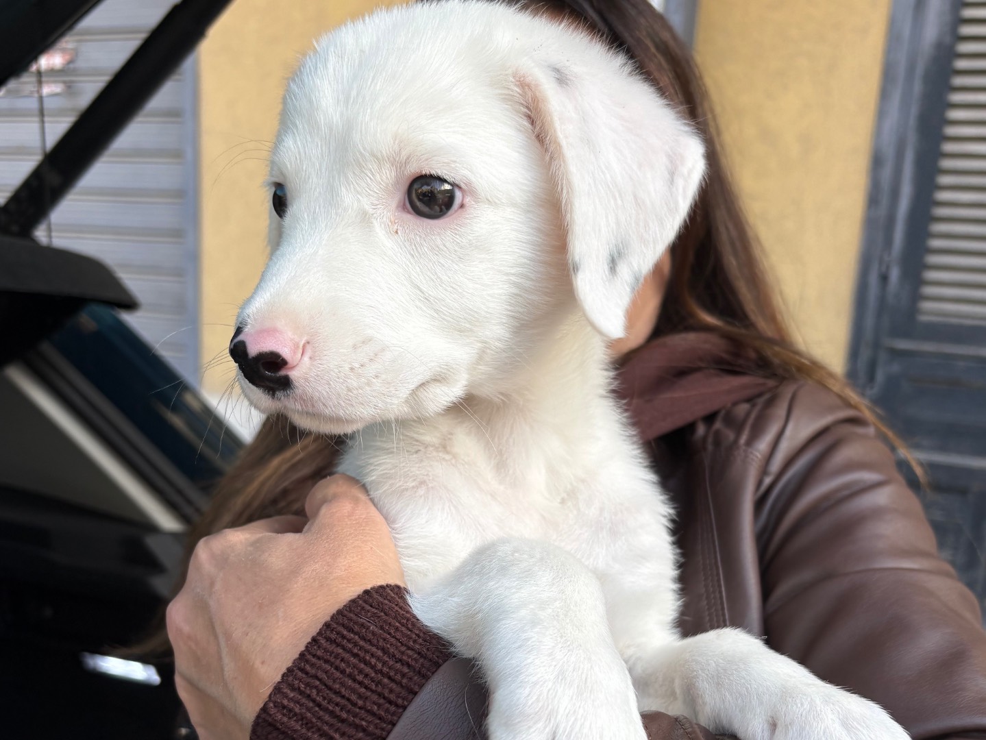 Vuoi adottare un cane a Torino?