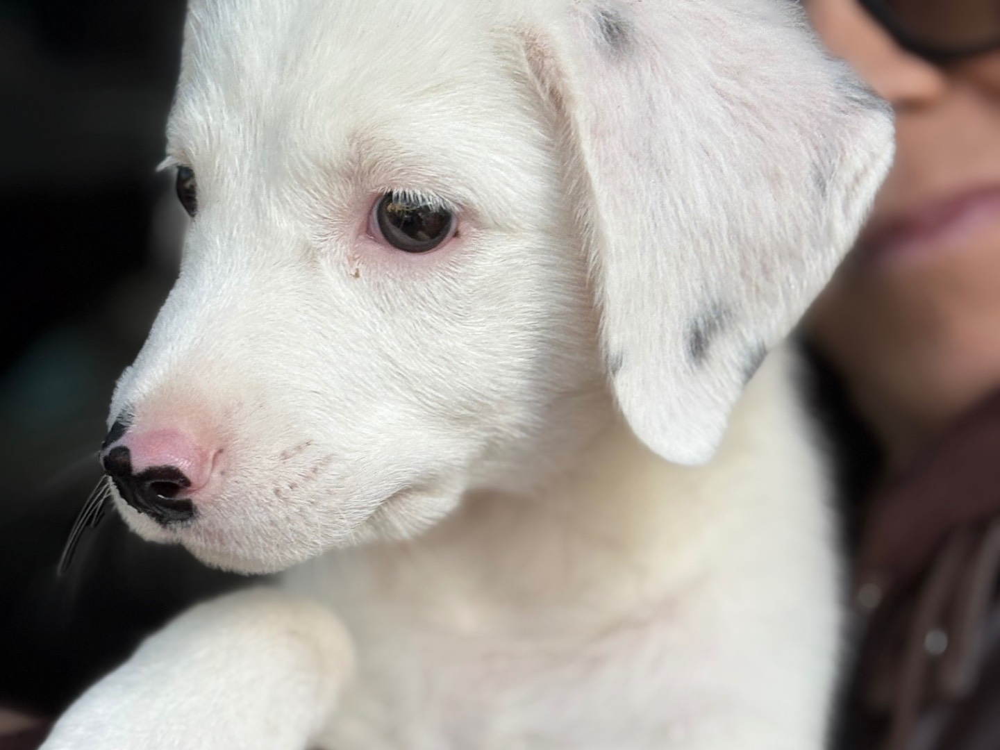 Adotta il cane Marley a Torino
