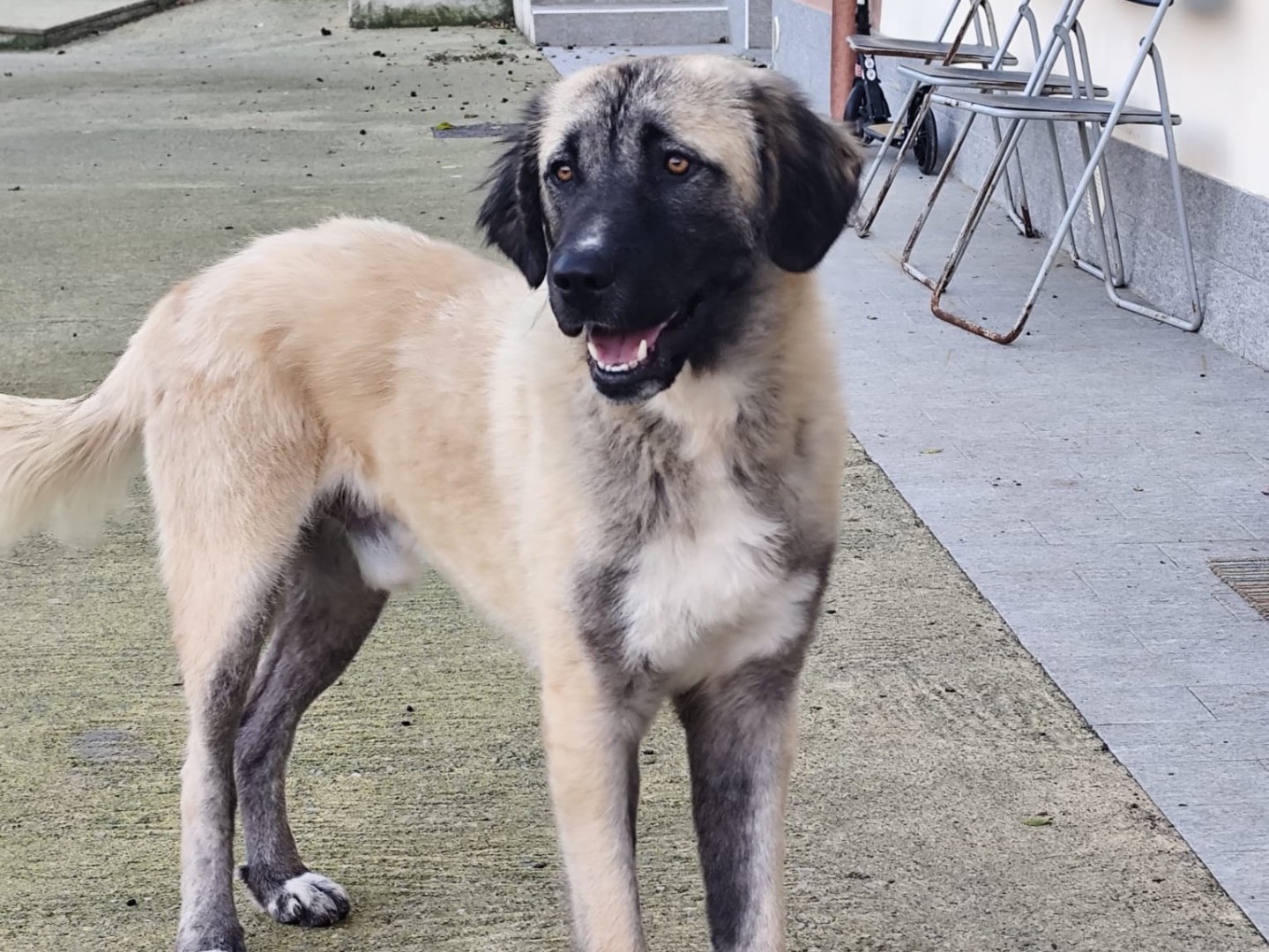 Adozione cane, maschio, Razza sconosciuta Razza sconosciuta, 1 anno, taglia gigante, Savona