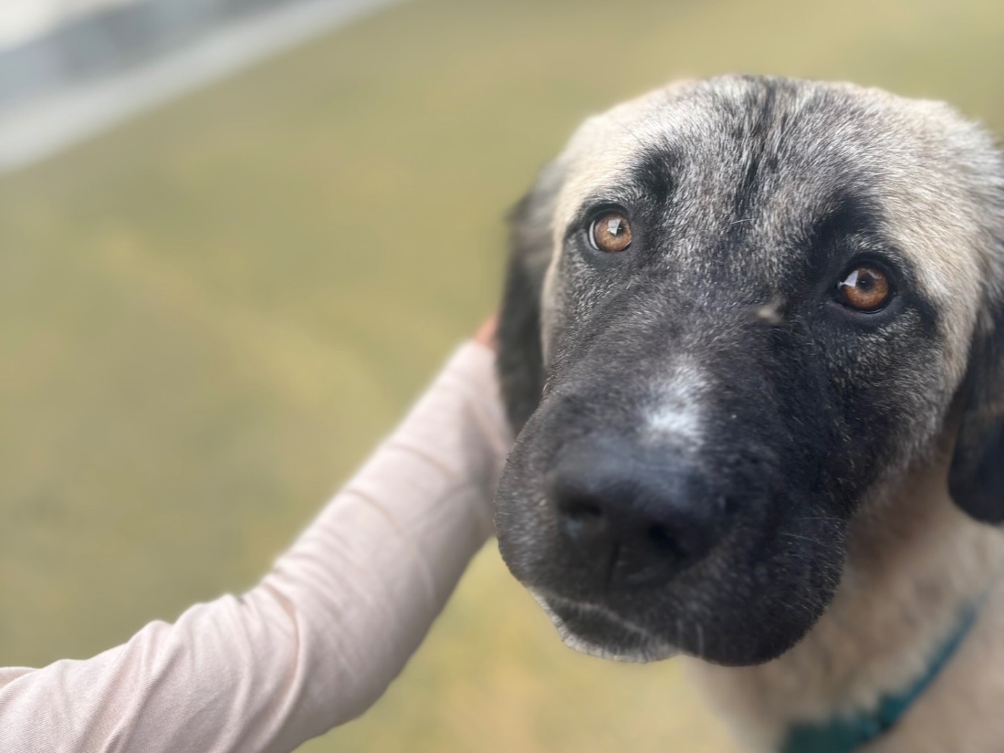 Adotta un cane, maschio, 1 anno, Savona