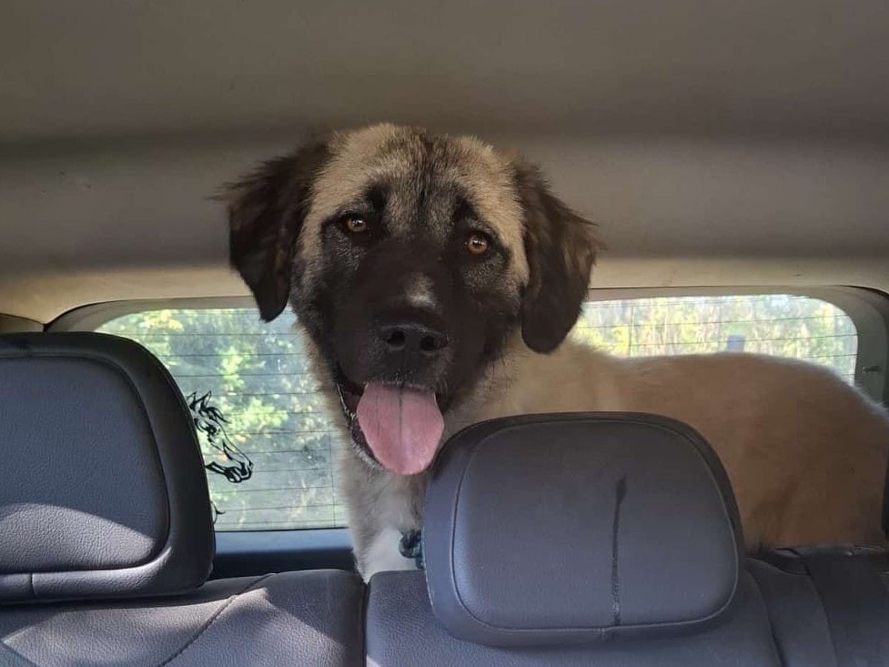 Adotta un cane, taglia gigante, maschio, Savona