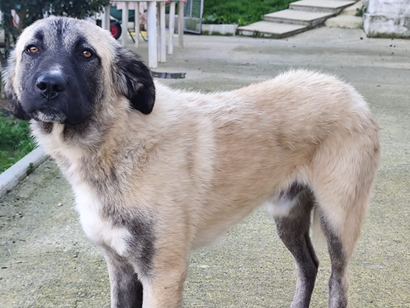 Vuoi adottare un cane a Savona?