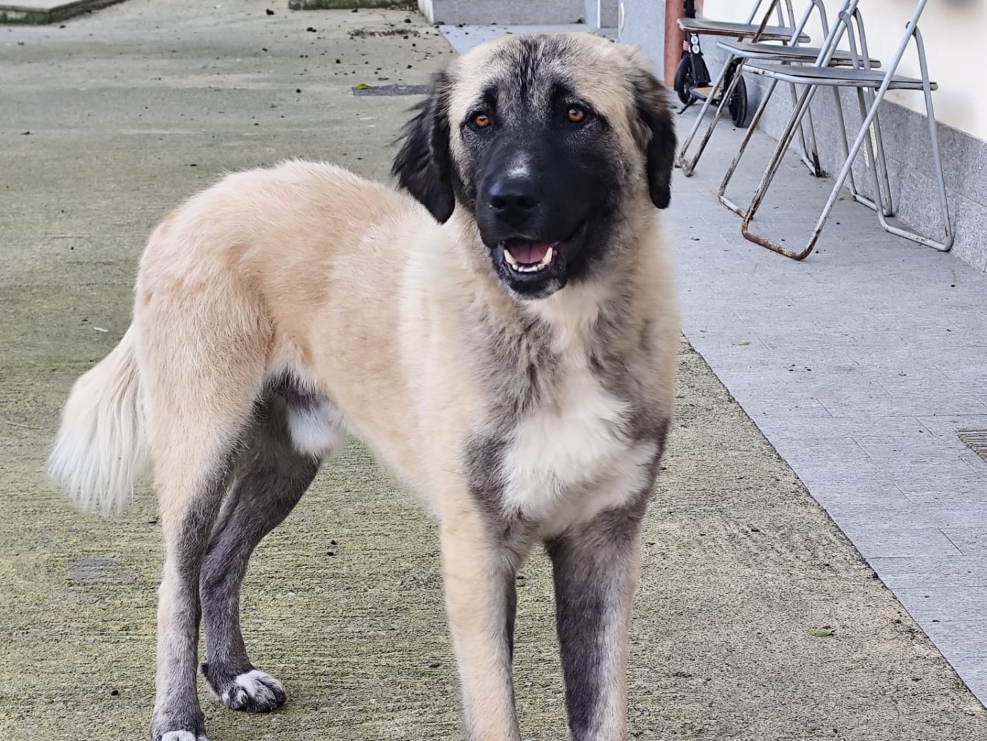 Adotta il cane Dandy a Savona