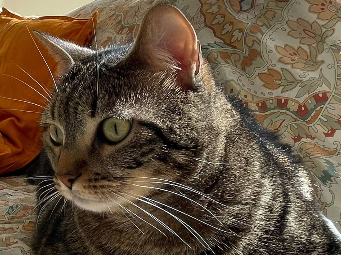 Vuoi adottare un gatto a Torino?