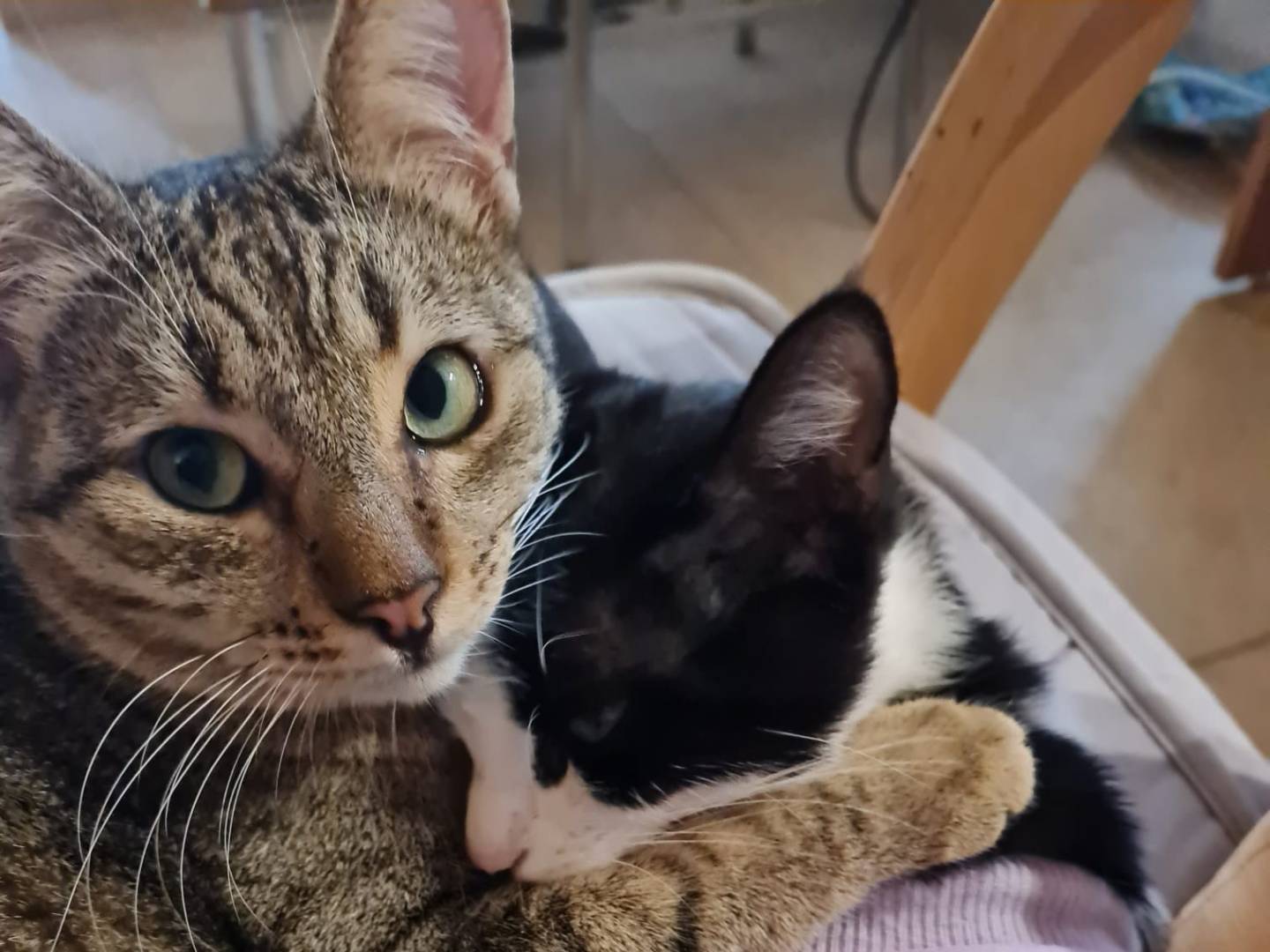 Vuoi adottare un gatto a Torino?