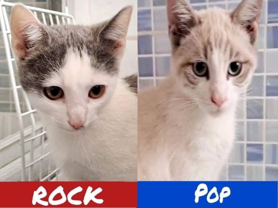 Adozione gatto, maschio, Razza sconosciuta Razza sconosciuta, 3 mesi, taglia non valida, Torino