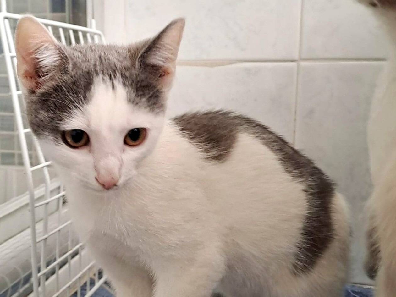 Adotta un gatto, maschio, 3 mesi, Torino