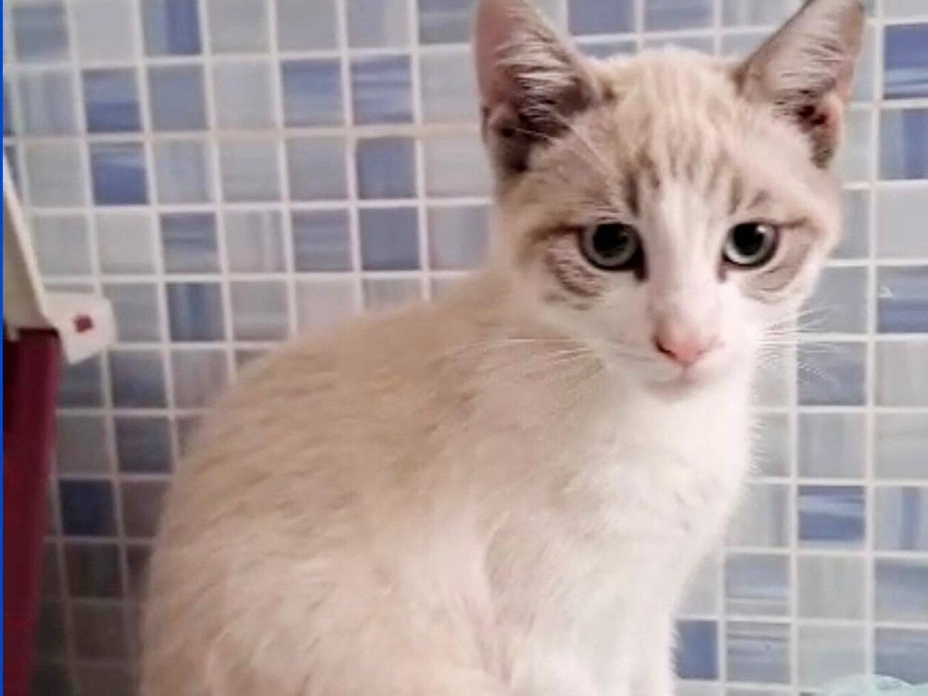Adotta un gatto, taglia non valida, maschio, Torino