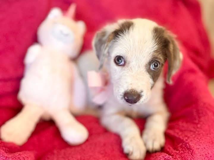 Adotta un cane, femmina, 2 mesi, Siracusa