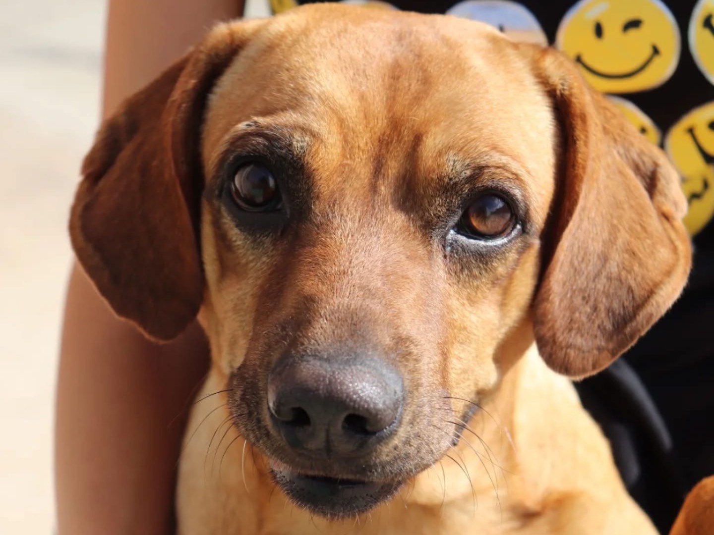 Adozione cane, maschio, Razza sconosciuta Razza sconosciuta, 3 anni e 11 mesi, taglia media contenuta, Sud