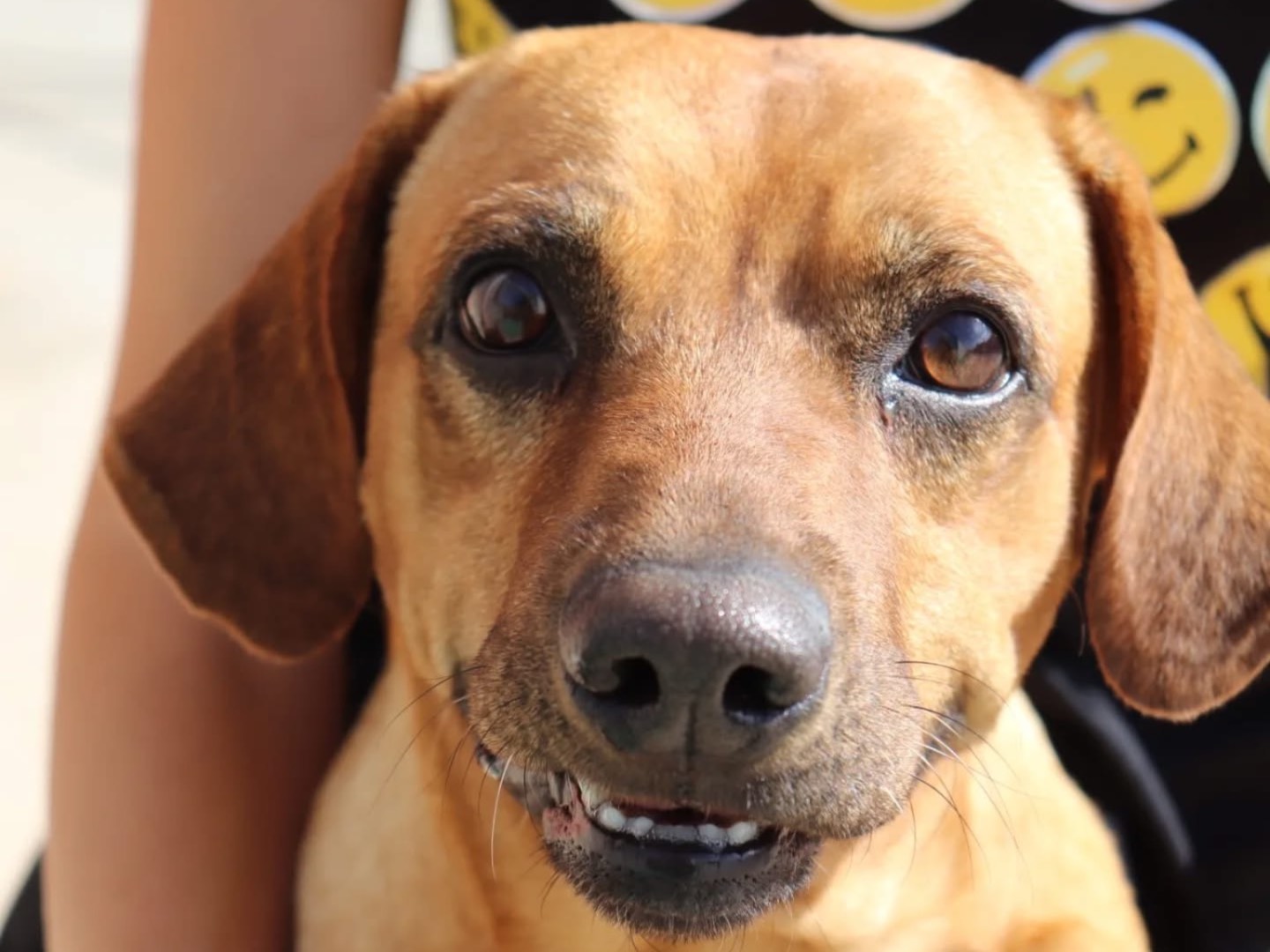 Adotta un cane, maschio, 3 anni e 11 mesi, Sud