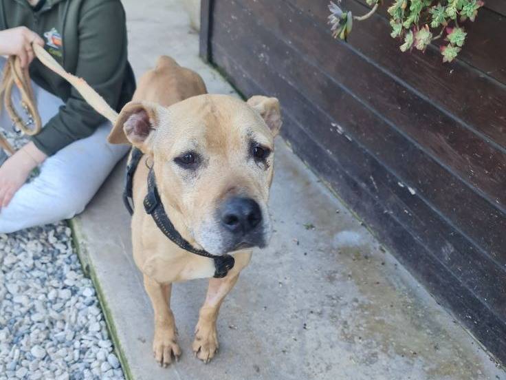 Adotta un cane, femmina, 10 anni e 5 mesi, Brescia