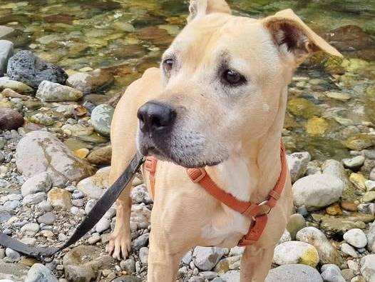 Adotta un cane, taglia media, femmina, Brescia