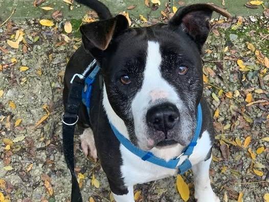 Adozione cane, maschio, Razza sconosciuta Amstaff, 11 anni e 5 mesi, taglia media, Brescia