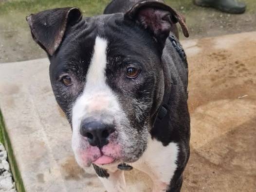 Adotta un cane, maschio, 11 anni e 5 mesi, Brescia