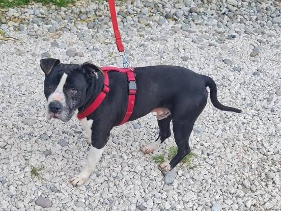 Adotta un cane, taglia media, maschio, Brescia