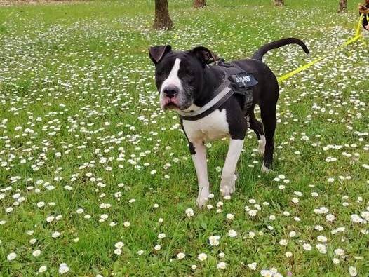 Vuoi adottare un cane a Brescia?