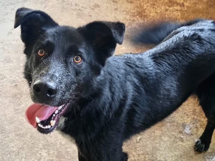 Adozione cane, maschio, Razza sconosciuta Razza sconosciuta, 3 anni e 5 mesi, taglia grande, Isernia